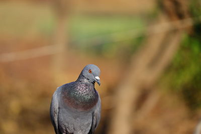 Royalty free pigeon photo, portrait pigeon hd image, background