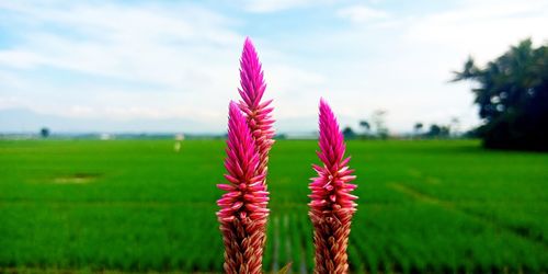 Close-up of pink flowering plant on field against sky