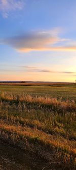 Late summer golden hour in rural south dakota