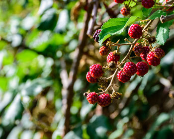 Bunch of ripe wild red raspberries on the tree