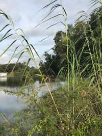 Plants by lake against sky