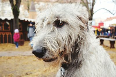 Close-up of dog