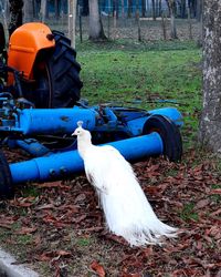 High angle view of bird on field