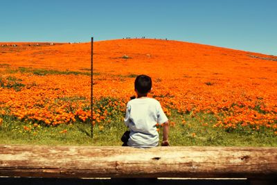 Boy sitting against orange blooming flowers