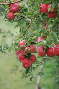 Close-up of apples growing on tree