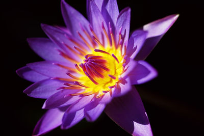 Close-up of yellow flower