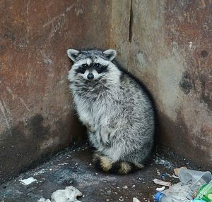 Raccoon at corner of building