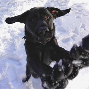 Portrait of black dog in snow