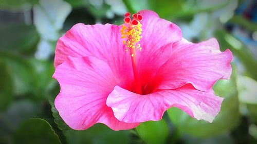 Close-up of pink hibiscus blooming outdoors