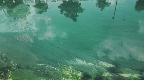 Reflection of trees in water