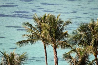 Palm trees by sea against sky
