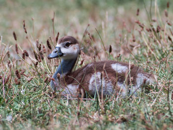 Duck on field