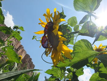 Low angle view of yellow flowers blooming against sky