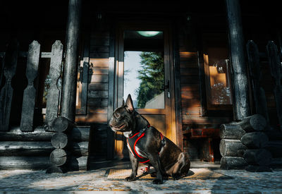 Dog looking away while sitting outside building