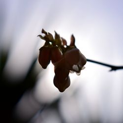 Close up of flower