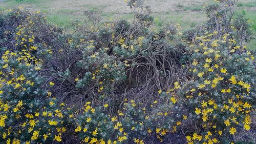 Close-up of yellow flowers