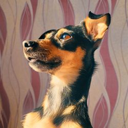 Close-up of dog looking away at home