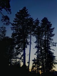 Low angle view of trees against clear sky