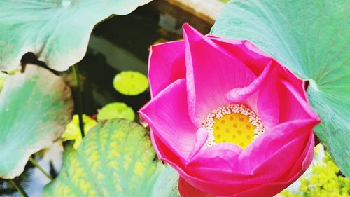 Close-up of pink water lily