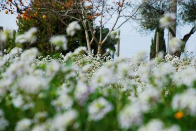 Close-up of flowers growing on tree