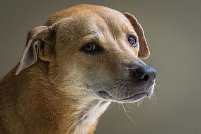 Close-up of a dog looking away