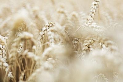 Close-up of stalks in wheat field