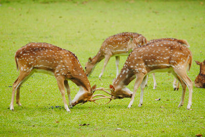 Deers fighting in a field