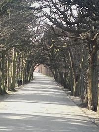 Walkway amidst trees