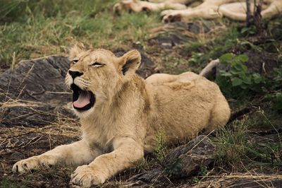 Lioness relaxing on field