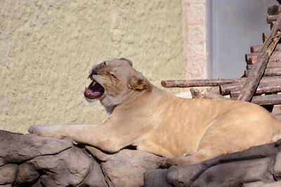 Lioness yawning while sitting on rick