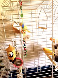 Close-up of birds in cage