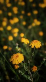 Close-up of yellow flowering plant