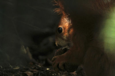 Squirrel in the park with a nut