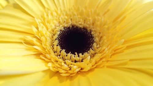 Close-up of sunflower