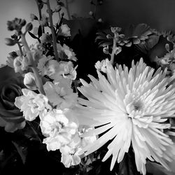 Close-up of white flowers