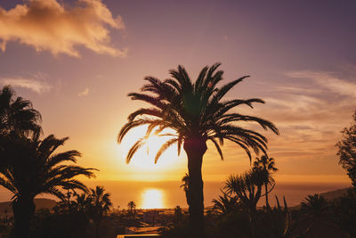 Silhouette palm trees against sky during sunset