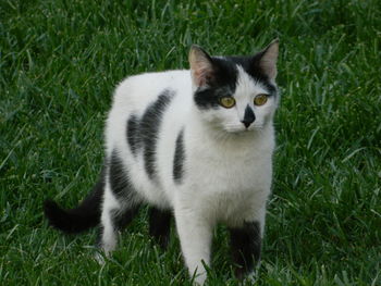 Portrait of a cat on grass