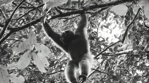 Low angle view of monkey hanging on tree