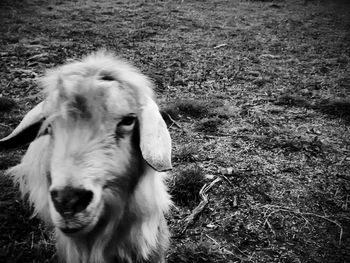 Close-up of sheep on field