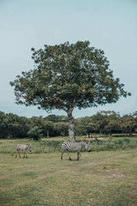 Giraffes on field against sky