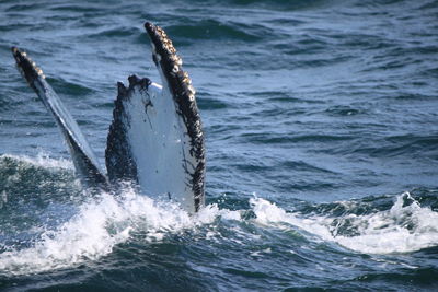 Close-up of whale swimming in sea