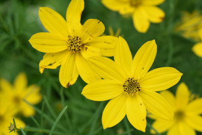 Close-up of yellow flowering plant