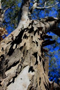 Close-up of tree trunk