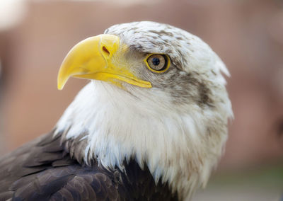 Close-up portrait of a bird