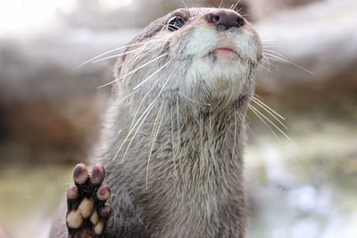 Close-up of an animal
