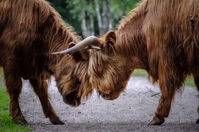 Highland cattle fighting on road