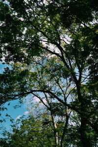 Low angle view of trees against sky