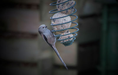 Close-up of bird perching hanging outdoors