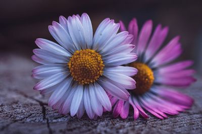 Close-up of pink flower