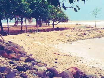 Trees on sandy beach